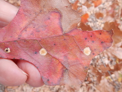 Polystepha quercifolia