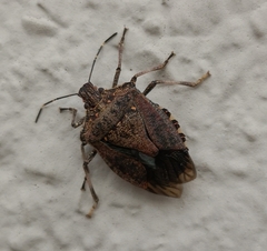 Halyomorpha halys