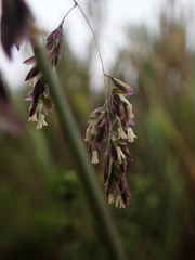 Poa pauciflora