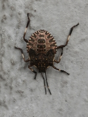 Halyomorpha halys