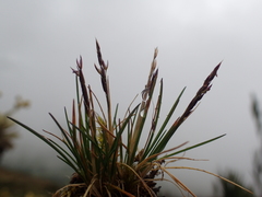 Agrostis breviculmis