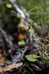 Acianthus sinclairii