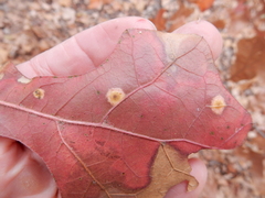 Polystepha quercifolia