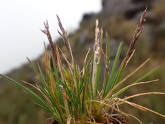 Agrostis breviculmis