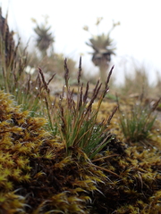 Agrostis breviculmis