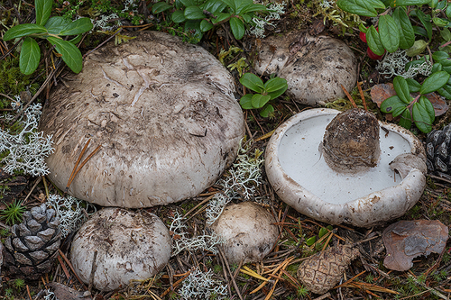 grey falsebolete