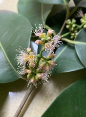 Pimenta racemosa