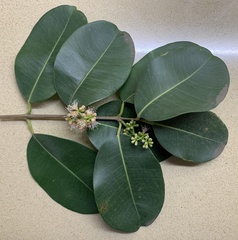 Pimenta racemosa