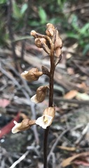 Gastrodia procera