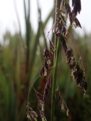 Poa pauciflora