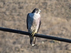 Falco peregrinus pealei