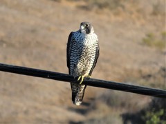 Falco peregrinus pealei