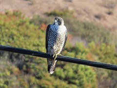 Falco peregrinus pealei