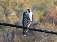 Falco peregrinus pealei