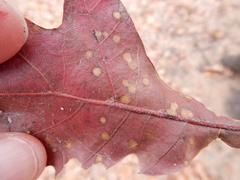 Polystepha quercifolia
