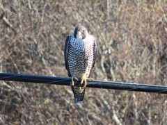 Falco peregrinus pealei