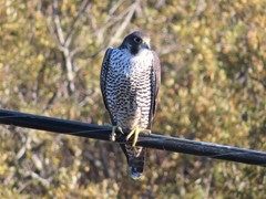 Falco peregrinus pealei