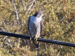 Falco peregrinus pealei