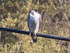 Falco peregrinus pealei