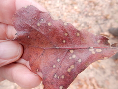 Polystepha quercifolia