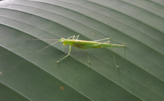 Phlugis ocraceovittata