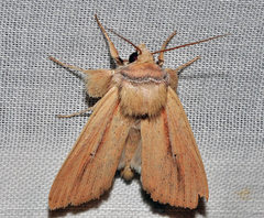 Mythimna prominens
