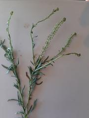 Lepidium desvauxii