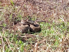 Crotalus polystictus