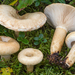 Lactarius olivinus - Photo (c) Federico Calledda, some rights reserved (CC BY-NC), uploaded by Federico Calledda