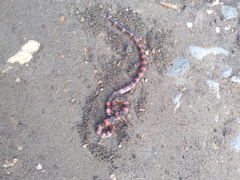 Geophis semidoliatus