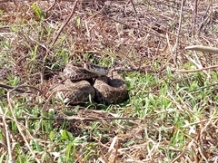Crotalus polystictus