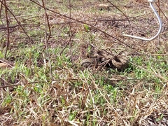 Crotalus polystictus