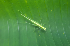 Phlugis ocraceovittata