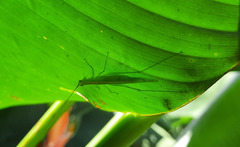 Phlugis ocraceovittata