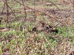 Crotalus polystictus