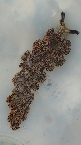 Diomedes' Sapsucker