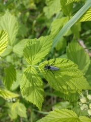 Bibio albipennis