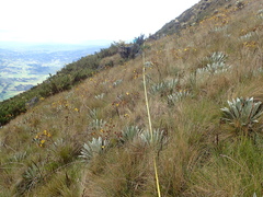 Espeletia boyacensis