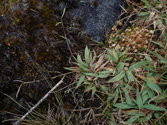 Paspalum hirtum