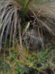 Agrostis trichoides