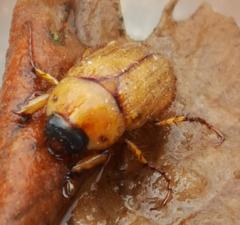 Cyclocephala borealis