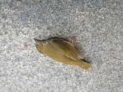 Seiurus aurocapilla