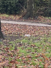 Sciurus carolinensis