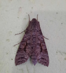 Isognathus allamandae