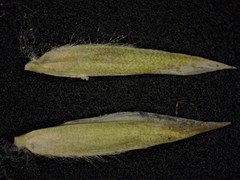 Poa alsodes