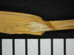 Poa alsodes