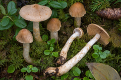 Cortinarius ochrophyllus