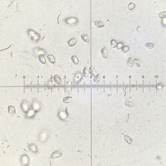 Melanoleuca polioleuca