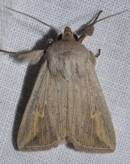 Mythimna umbrigera