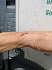 Orthoclydon praefectata